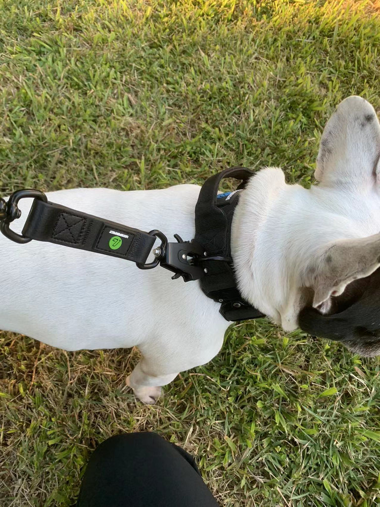 The Best Collars for Pitbulls