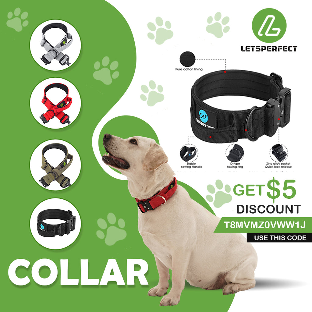 Dog Collar With Handle