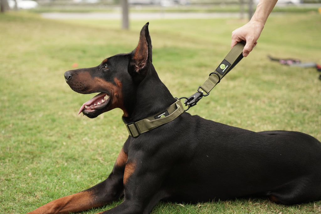 Dog Green Collar | Dog Collar with Handle | letsperfect