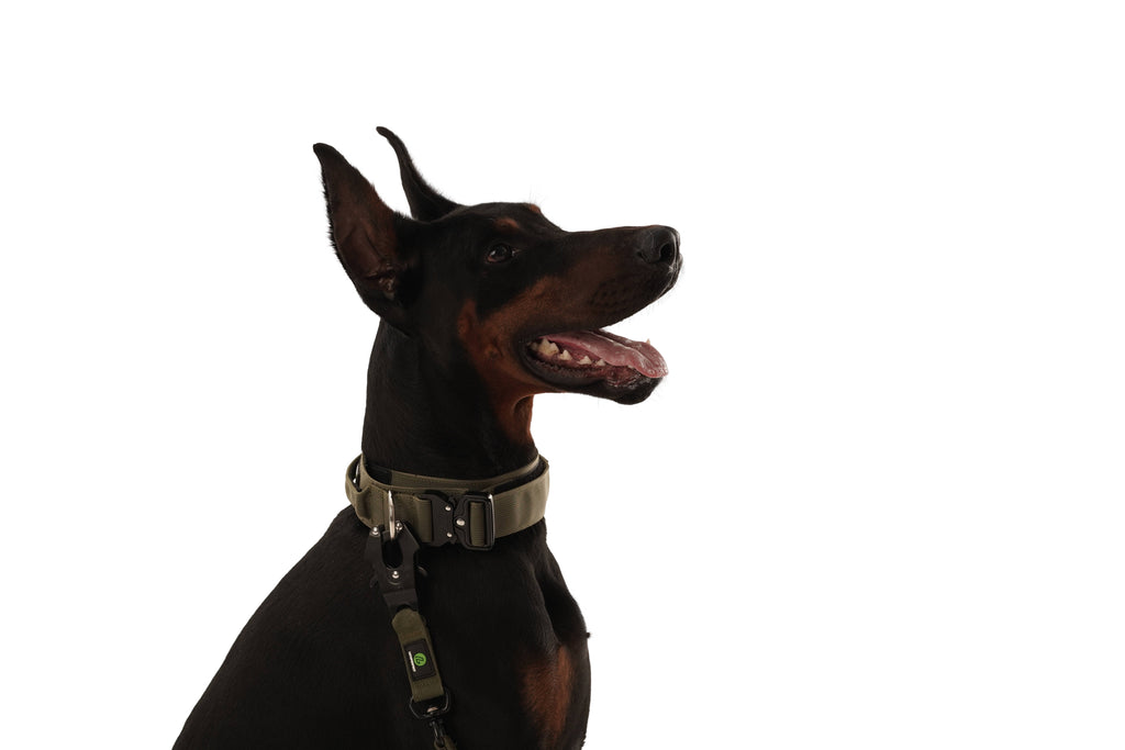 Dog Green Military Collar | Dog Tactical Collar | letsperfect