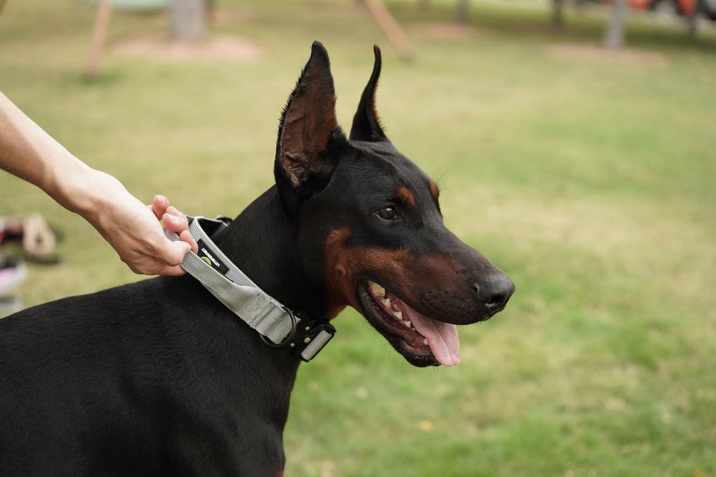 Dog Grey Collar | Dog Grey Combat Collar | letsperfect