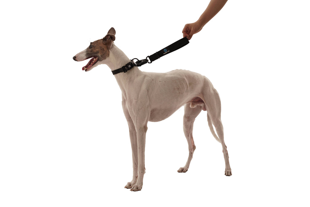 Dog Short Padded Leash | Dog Combat Traffic Leash | letsperfect