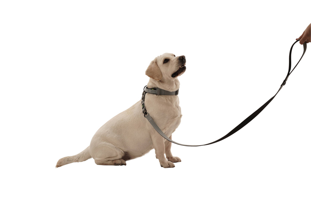 Dog Grey Swivel Leash | Dog Grey Braided Leash | letsperfect