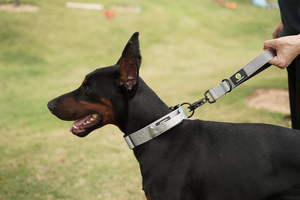 Dog Grey Collar | Dog Grey Combat Collar | letsperfect