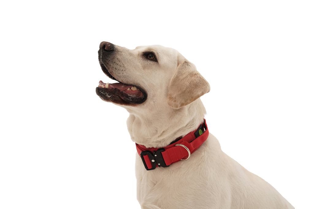 Dog Red Collar | Dog Red Combat Collar | letsperfect