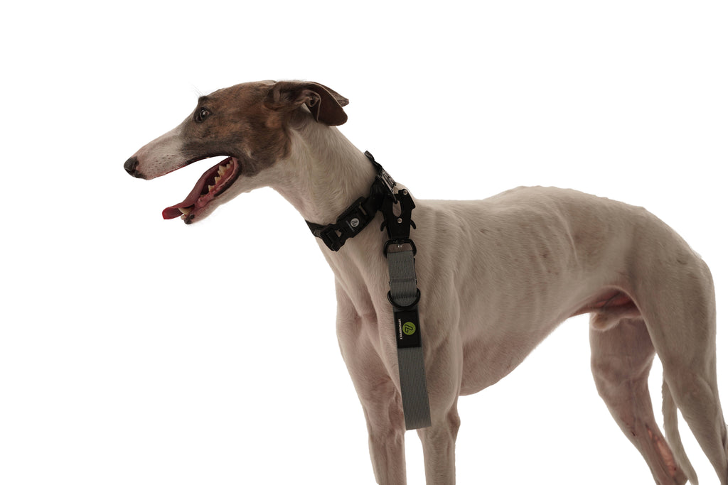 Dog Traffic Lead Leash | Dog Grey Traffic Leash | letsperfect