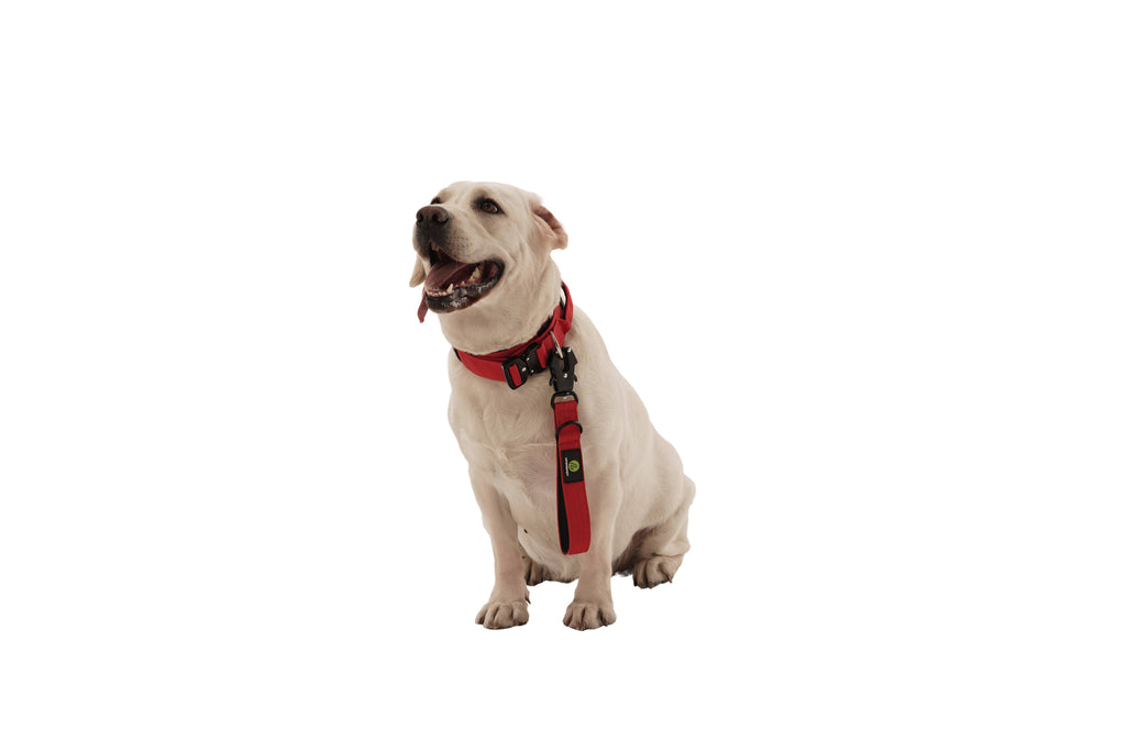 Dog Red Traffic Leash | Dog Red Lead Traffic Leash | letsperfect