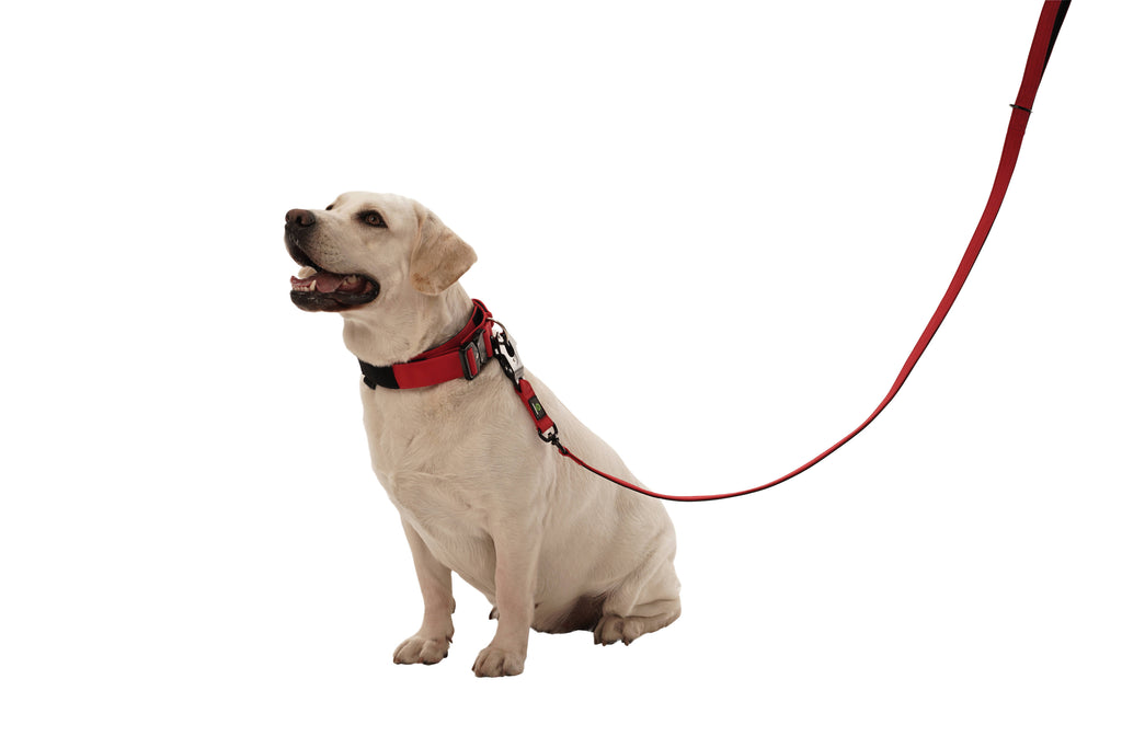 Dog Swivel Combat Leash | Dog Red Leash | letsperfect