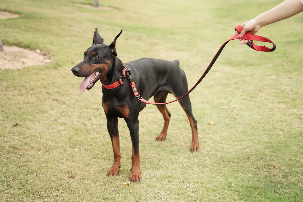 Dog Swivel Combat Leash | Dog Red Leash | letsperfect