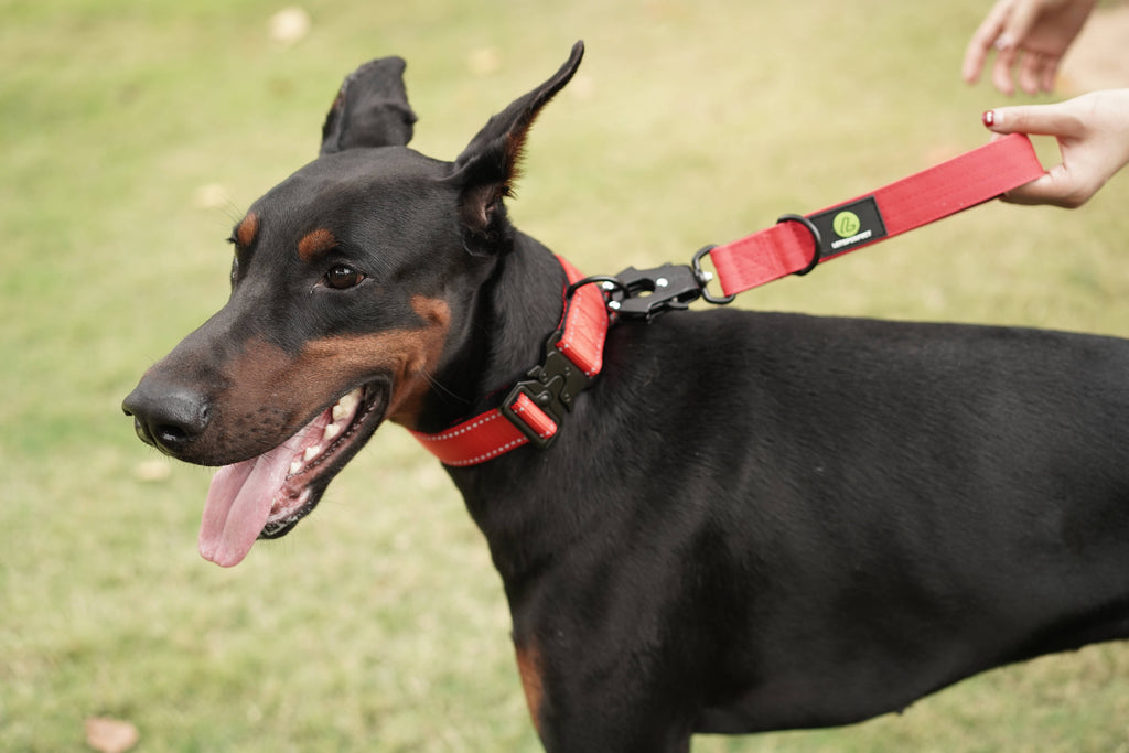 Dog Red Traffic Leash | Dog Red Lead Traffic Leash | letsperfect