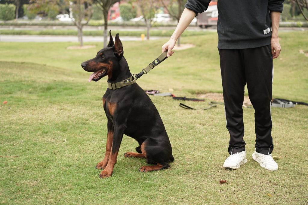 Dog Traffic Leash | Dog Green Traffic Leash | letsperfect