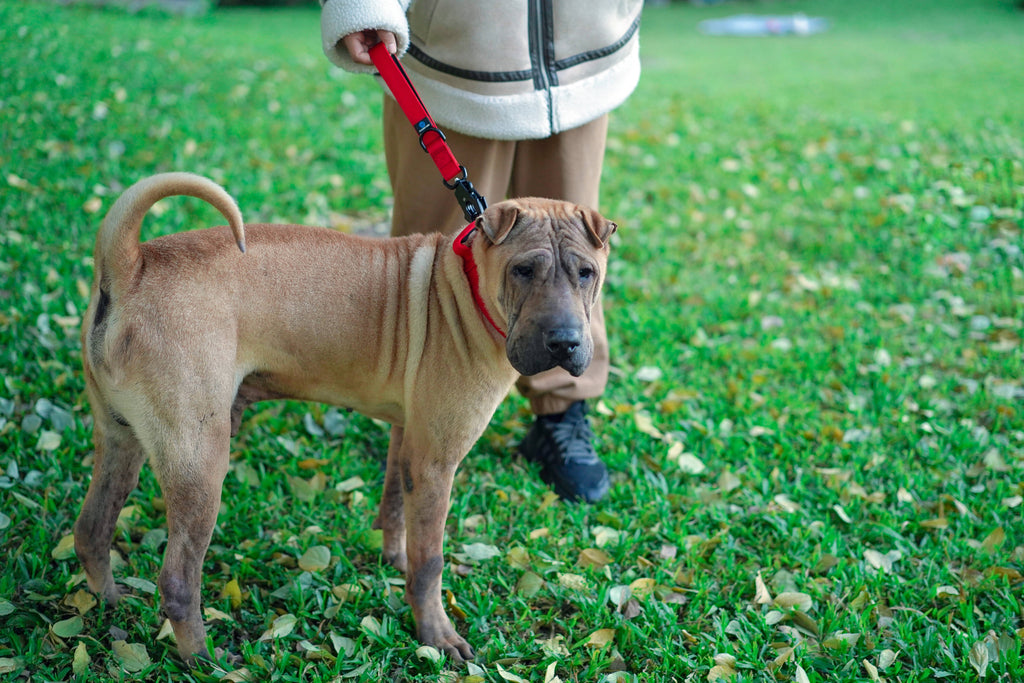 Dog Red Traffic Leash | Dog Red Lead Traffic Leash | letsperfect