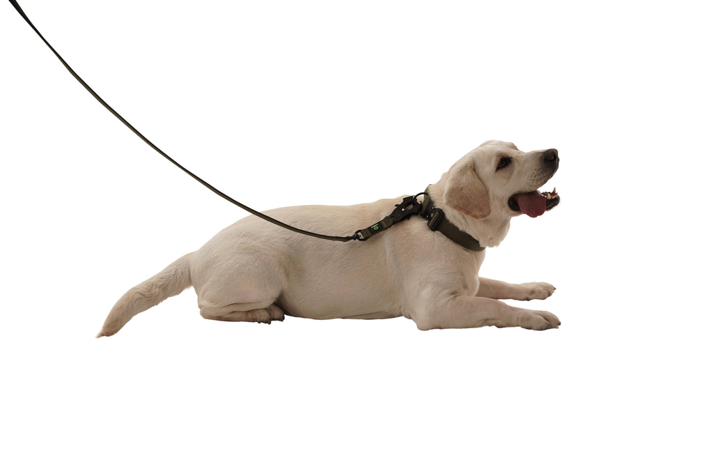 Dog Green Swivel Leash | Dog Frog Clip Leash | letsperfect