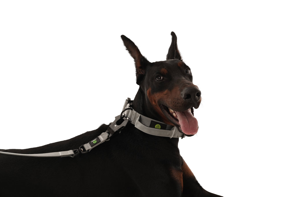 Dog Grey Collar | Dog Grey Combat Collar | letsperfect