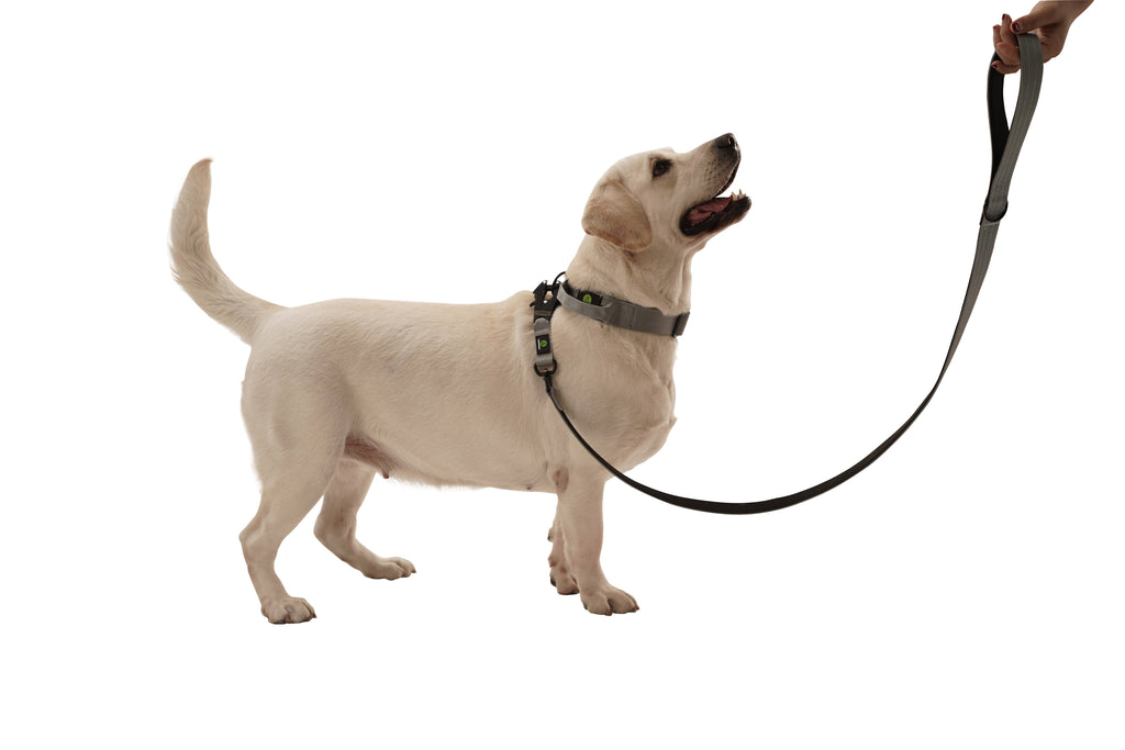 Dog Grey Swivel Leash | Dog Grey Braided Leash | letsperfect