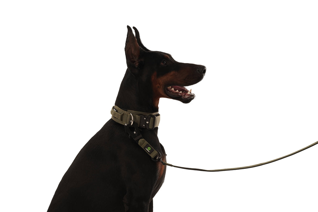 Dog Green Military Collar | Dog Tactical Collar | letsperfect