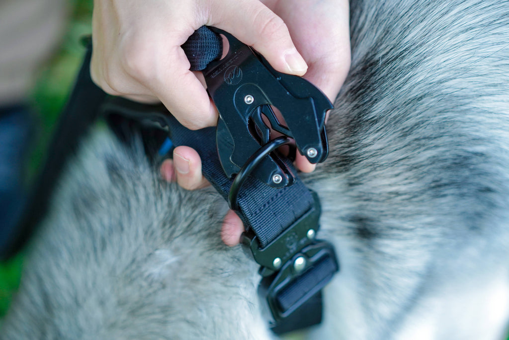 Dog Black Collar | Dog Combat Collar | letsperfect