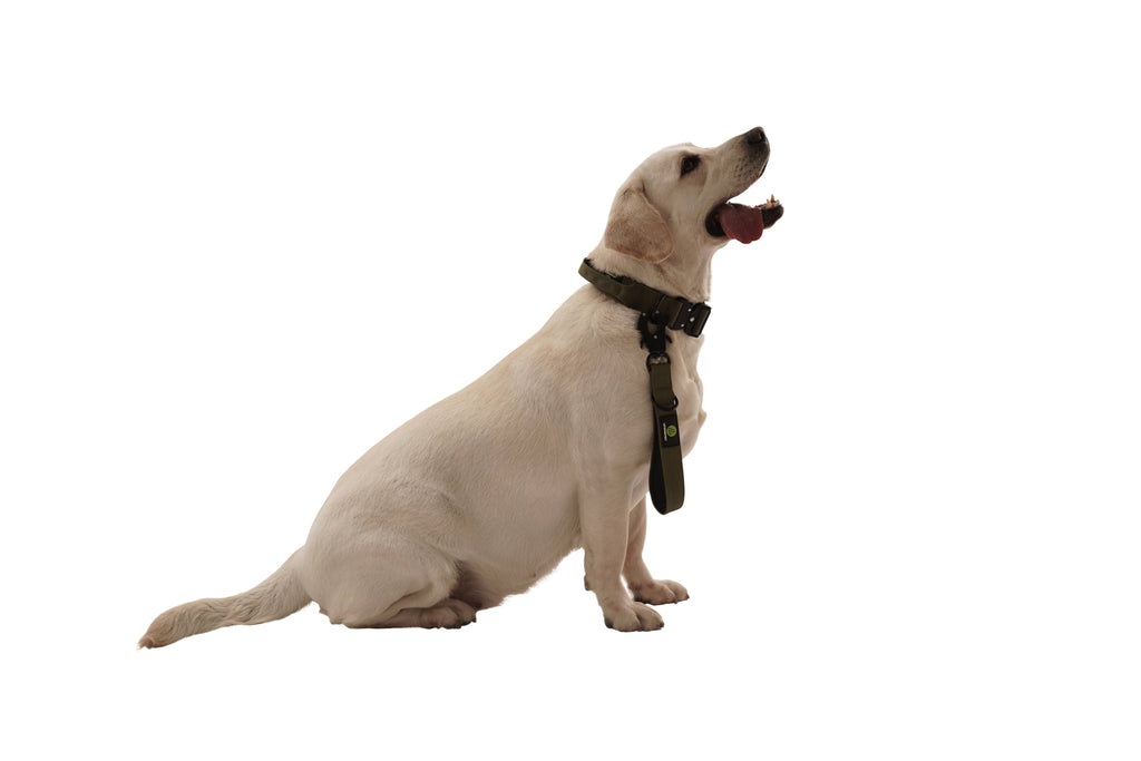 Traffic Control Dog LeadDog Traffic Leash | Dog Green Traffic Leash | letsperfect