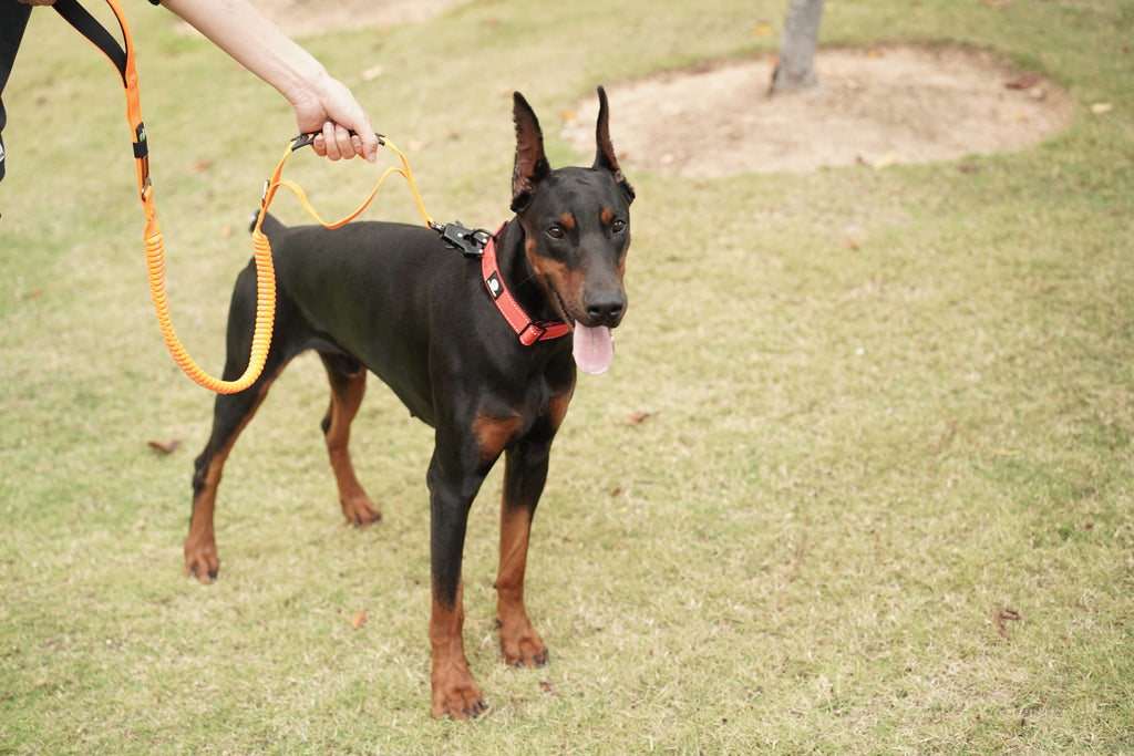 Dog Orange Bungee Leash | Dog Car Seat Leash | letsperfect