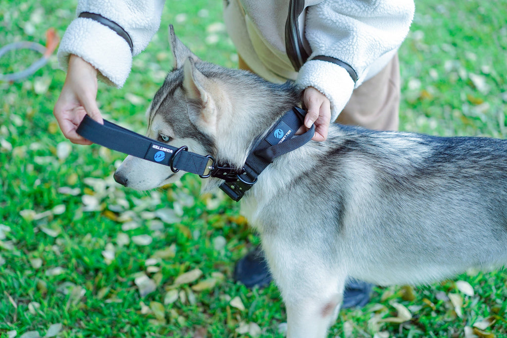 Dog Short Padded Leash | Dog Combat Traffic Leash | letsperfect