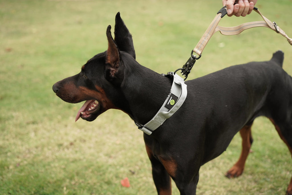 Dog Green Bungee Leash | Dog Green Retractable Leash | letsperfect