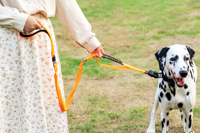 Dog Orange Bungee Leash | Dog Car Seat Leash | letsperfect